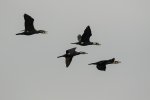 Mai Po - Roosting Great Cormorants 2.jpg