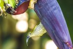 Streaked Spiderhunter 1.jpg