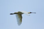 TBT - Black Faced Spoonbill.jpg