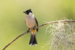 Sooty Bulbul.jpg