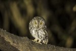 Oriental Scops Owl.jpg