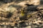 Striated Bulbul.jpg