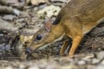 Greater Mouse Deer.jpg