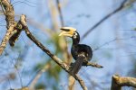 Oriental Pied Hornbill 1.jpg