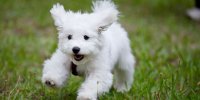 Bichon Frise Puppy.jpg