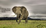 African-Bush-Elephant_GS.jpg