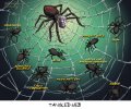 soros-spider.jpg