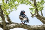 Kruger - Bateleur.jpg