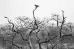 Kruger - Brown Snake Eagle_.jpg