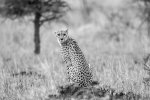 Kruger - Cheetah 1.jpg