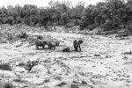 Kruger - Elephants 1.jpg