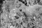 Kruger - Leopard.jpg