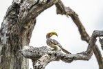 Kruger - Southern Yellow Billed Hornbill.jpg