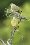 African Green Pigeon 1.jpg