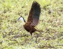 African Jacana 1.jpg