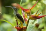 SG Little Spiderhunter 1.jpg