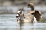 Egyptian Goose 1.jpg