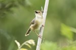 Red Faced Prinia 1.jpg