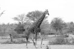 Giraffe 1.jpg