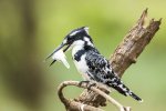 Pied Kingfisher Kruger 1.jpg