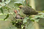 SG Straw headed bulbul 1.jpg