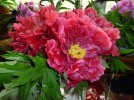 Peony cut flowers.jpg