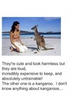 Kangaroos.jpg