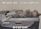 cat_scan.jpg