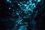 Kantekkian_Cave_Fungus_In_New_Zealand_Cave.jpg