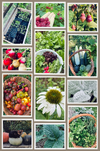 garden collage.png