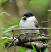 Marsh-tit.jpg