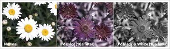 UV-daisies-727m-486474738.jpg