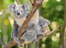 koala-bears-placed-on-threatened-species-list-4.jpg