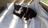 Sleepy cat in ineffective compost bin house.