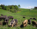 Screenshot 2024-07-06 at 15-13-33 Does Grass Fed Pork Exist – Cairncrest Farm.png