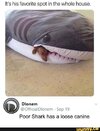 Shark with a loose canine.jpg