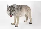 resine-realiste-loup-statue.webp