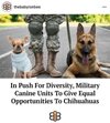 In Push For Diversity, Military Canine Units To Give Equal Opportunities To Chihuahuas