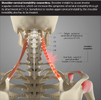 tech neck 10.png