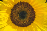 Sunflower.png