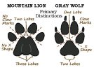 2dc4a106f540c00f071cbca02e7ce336--mountain-lion-tattoo-wolf-paw-tattoo.jpg