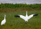 whooper_1big.jpg