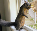 Peanut.png