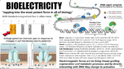 Bioelectricity