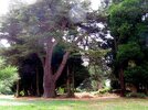 More Ashridge photos (57).JPG