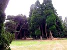 More Ashridge photos (61).JPG