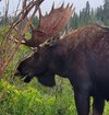 Moose.jpg