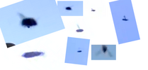 flies.png