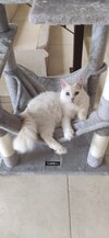 Yuki 1.jpg