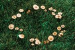 fairy_ring.jpg